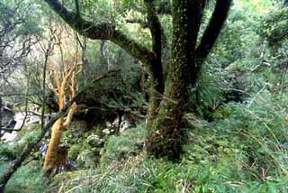 Adopt an Acre, Buy Rain Forest Land Preservation Temperate Forests
